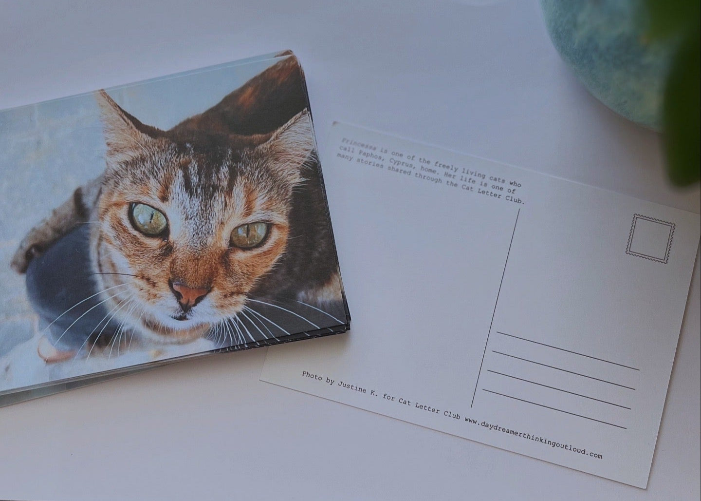 August postcard from Cat Letter Club