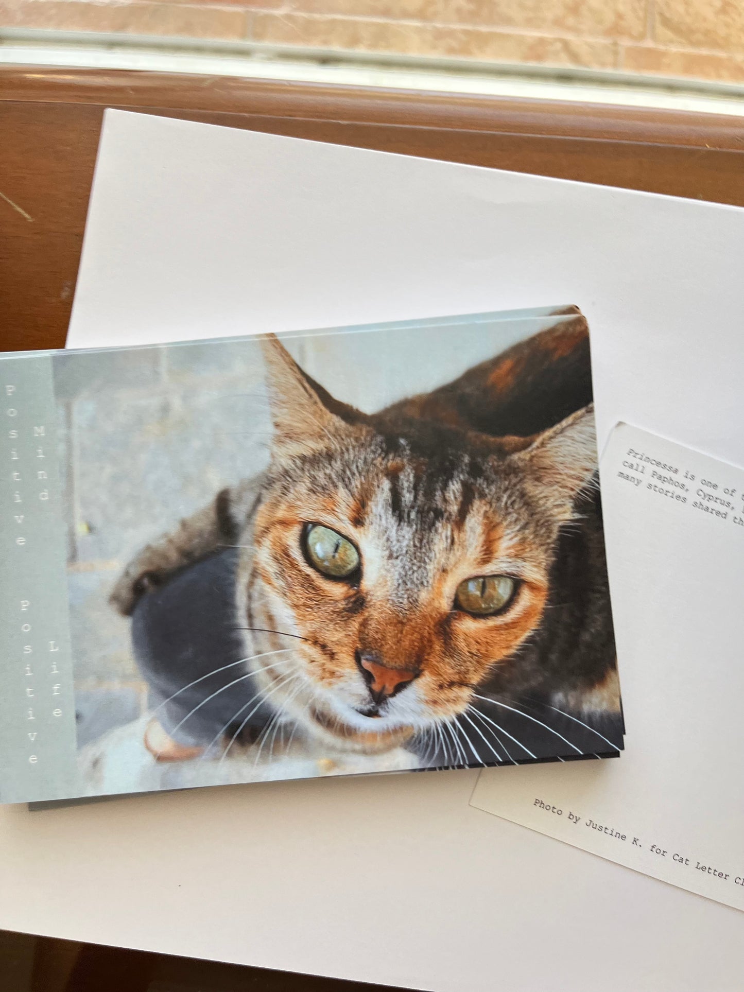 August postcard from Cat Letter Club